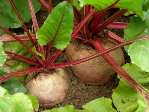 3977366-beetroots
